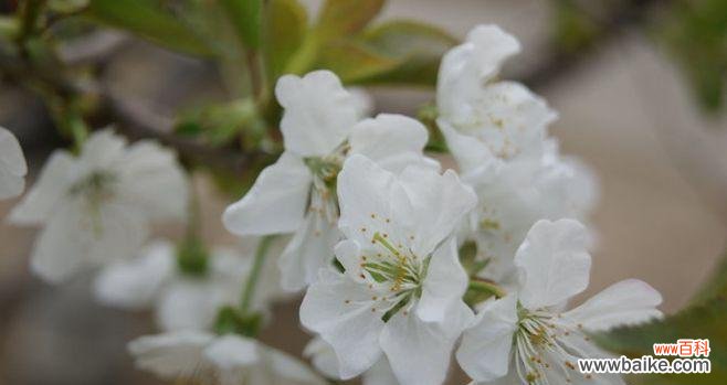 淡雅的美丽 梨花的花语与传说