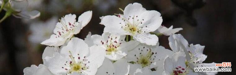 淡雅的美丽 梨花的花语与传说