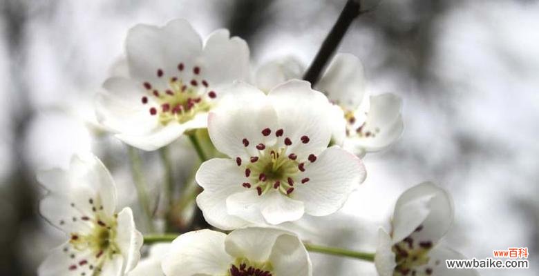 淡雅的美丽 梨花的花语与传说