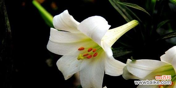 用花言巧语编织温馨情意 圣心百合花语-传递爱与祝福