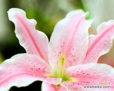 用花言巧语编织温馨情意 圣心百合花语-传递爱与祝福