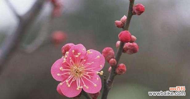 细数紫罗兰的花语 挽留之花