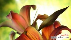 细数紫罗兰的花语 挽留之花