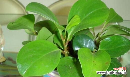 碧玉的寓意和象征风水是什么？如何在家居中应用？