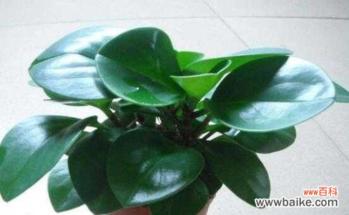 碧玉花的风水寓意是什么？如何正确摆放以招财纳福？