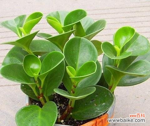 碧玉花的风水寓意是什么？如何正确摆放以招财纳福？