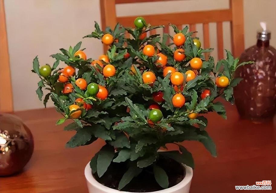 变色木的风水寓意是什么？如何正确摆放以招财纳福？