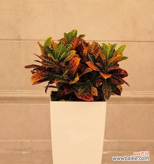 变叶木的风水寓意是什么？如何正确摆放以招财纳福？