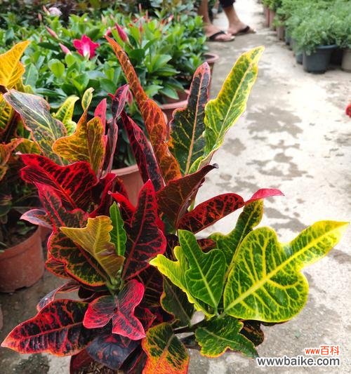 变叶木的风水寓意是什么？如何正确摆放以招财纳福？