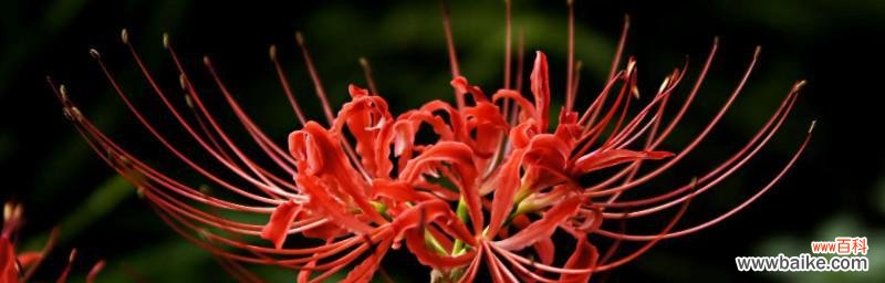 彼岸花的颜色与花语有哪些？每种颜色的彼岸花代表什么意义？