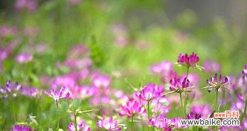 探寻紫云英所传递的神秘讯息 紫云英的花语与意义