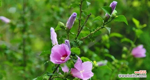 以表示坚持的花花语是坚持的花有哪些 坚持的花开放的人生