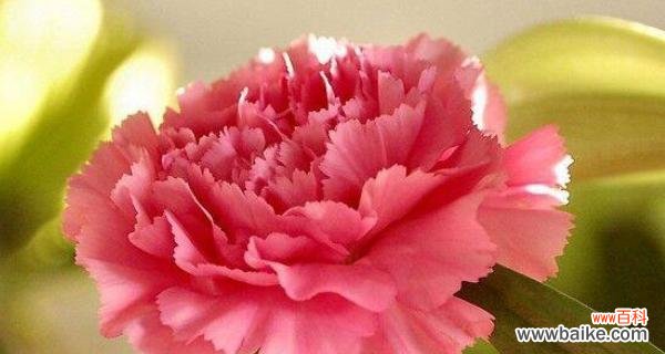 探寻康乃馨花的寓意和文化背景 康乃馨花的象征意义