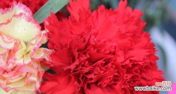 探寻康乃馨花的寓意和文化背景 康乃馨花的象征意义