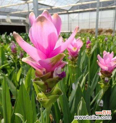 揭秘姜荷花的传说与花语 姜荷花之美