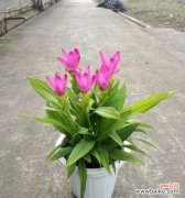 揭秘姜荷花的传说与花语 姜荷花之美