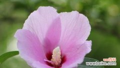 探寻木槿花的深层内涵与美丽 木槿花的花语与象征意义