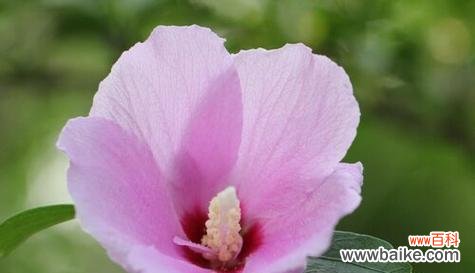 探寻木槿花的深层内涵与美丽 木槿花的花语与象征意义