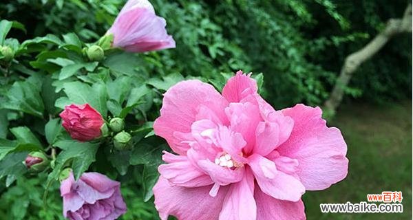 探寻木槿花的深层内涵与美丽 木槿花的花语与象征意义