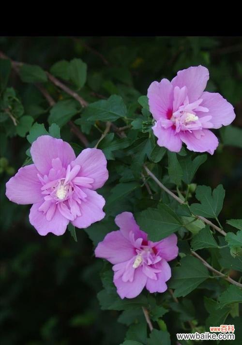 探寻木槿花的深层内涵与美丽 木槿花的花语与象征意义