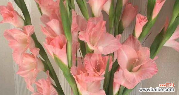 剑兰花的美丽与内涵 剑兰花