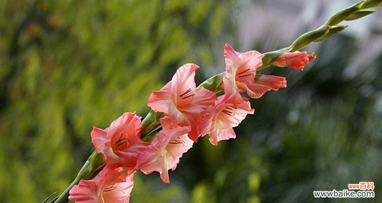 剑兰花的美丽与内涵 剑兰花