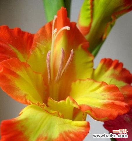 剑兰花的美丽与内涵 剑兰花