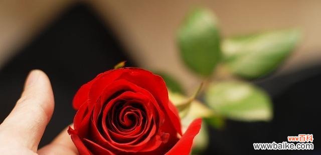 红玫瑰的花语含义及其对爱情的象征意义 红玫瑰的花语与爱情的诠释