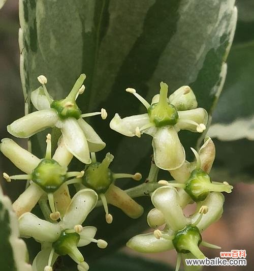 黄杨树 黄杨树的寓意与人生智慧