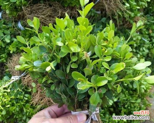 黄杨树 黄杨树的寓意与人生智慧