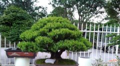 黄杨树 黄杨树的寓意与人生智慧