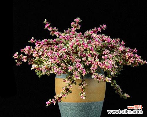 解读雅乐之舞的花语 以雅乐之舞