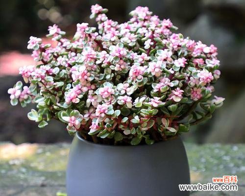 解读雅乐之舞的花语 以雅乐之舞