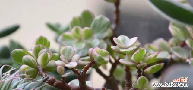 解读雅乐之舞的花语 以雅乐之舞