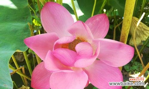 荷花花语与象征的解读及传承 荷花