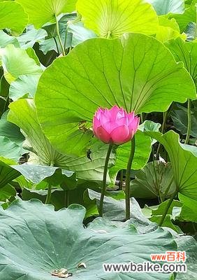 荷花花语与象征的解读及传承 荷花