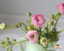 洋牡丹花语的深意