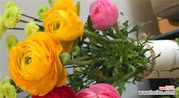 洋牡丹花语的深意