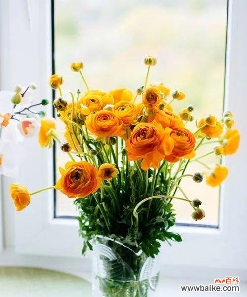 洋牡丹花语的深意