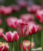 探寻野生郁金香花语和贞操的内涵及意义 野生郁金香花语贞操-纯洁与坚守的象征