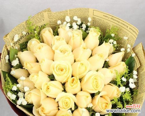 探寻香槟玫瑰背后的意义与情感 香槟玫瑰