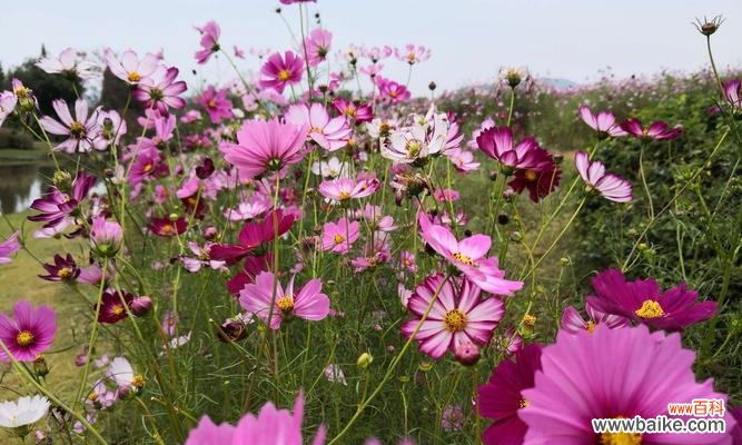揭示波斯菊花的内涵与故事 波斯菊花的寓意与象征意义