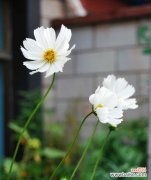 揭示波斯菊花的内涵与故事 波斯菊花的寓意与象征意义