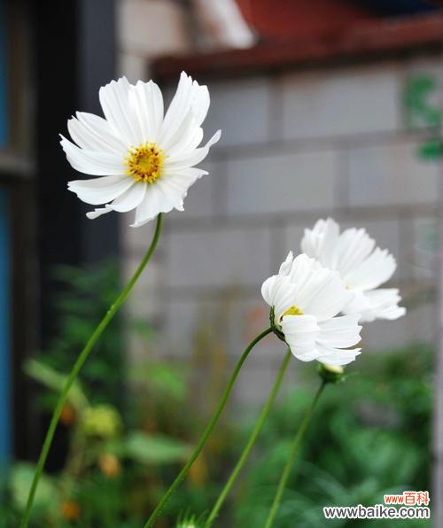 揭示波斯菊花的内涵与故事 波斯菊花的寓意与象征意义