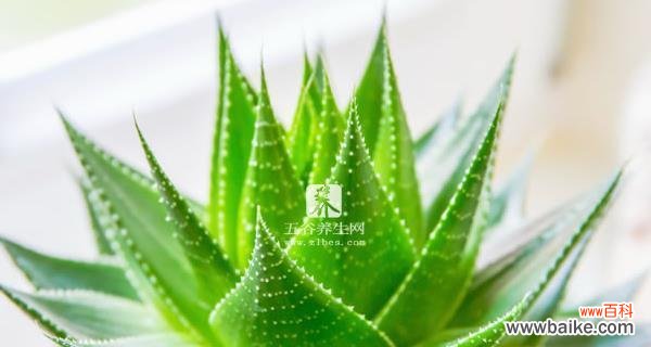 探寻孔雀芦荟的花语之谜 孔雀芦荟