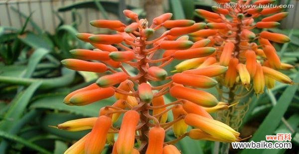 探寻孔雀芦荟的花语之谜 孔雀芦荟