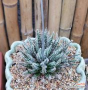 探寻孔雀芦荟的花语之谜 孔雀芦荟