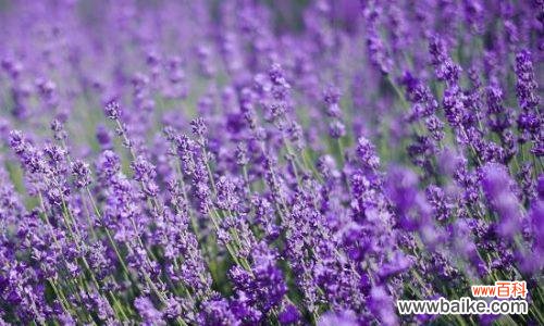 揭秘薰衣草的花语 紫色薰衣草花语