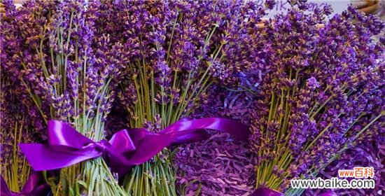 揭秘薰衣草的花语 紫色薰衣草花语