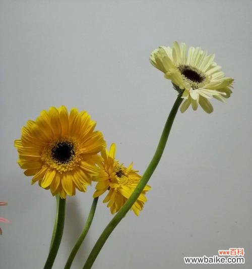 开放 非洲菊寓意与生活的启示